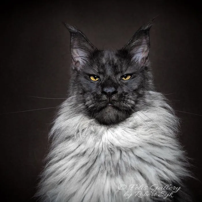 Bestias míticas: Este fotógrafo sigue captando la belleza majestuosa de los gatos Maine Coon