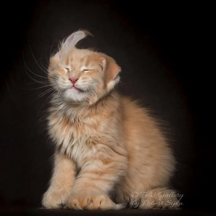 Bestias míticas: Este fotógrafo sigue captando la belleza majestuosa de los gatos Maine Coon