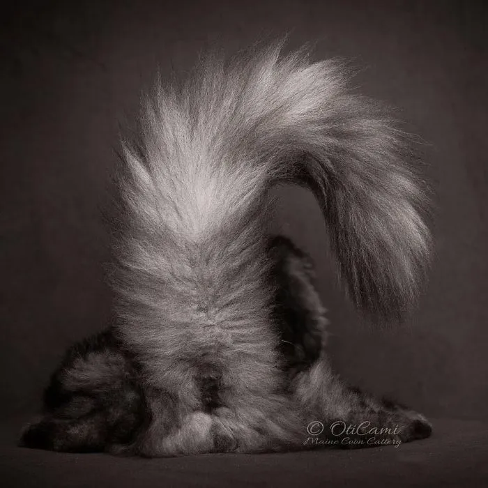 Bestias míticas: Este fotógrafo sigue captando la belleza majestuosa de los gatos Maine Coon