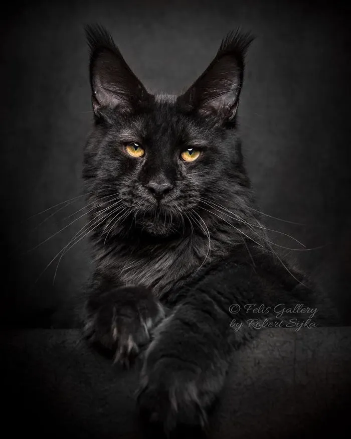 Bestias míticas: Este fotógrafo sigue captando la belleza majestuosa de los gatos Maine Coon