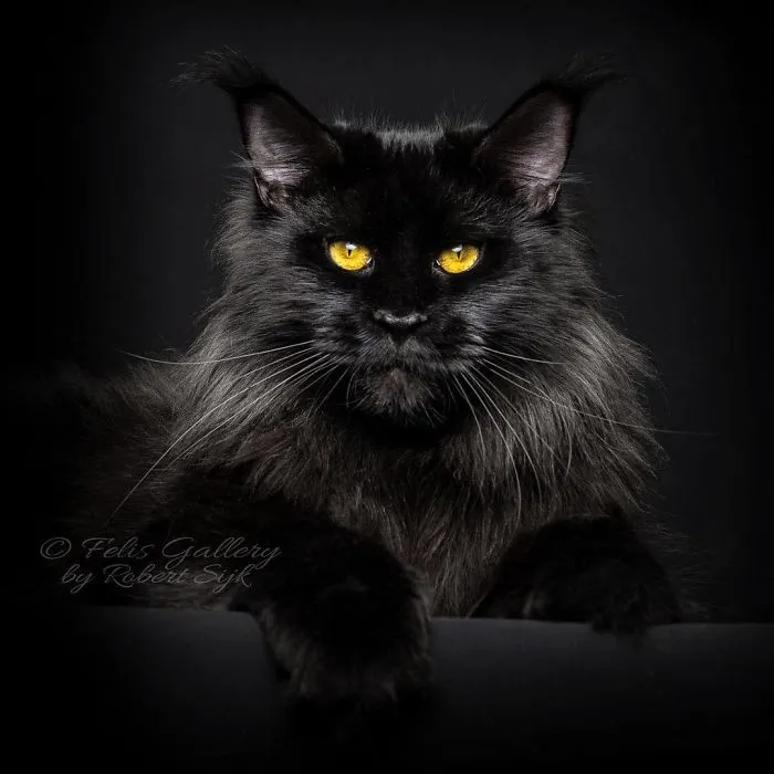 Bestias míticas: Este fotógrafo sigue captando la belleza majestuosa de los gatos Maine Coon