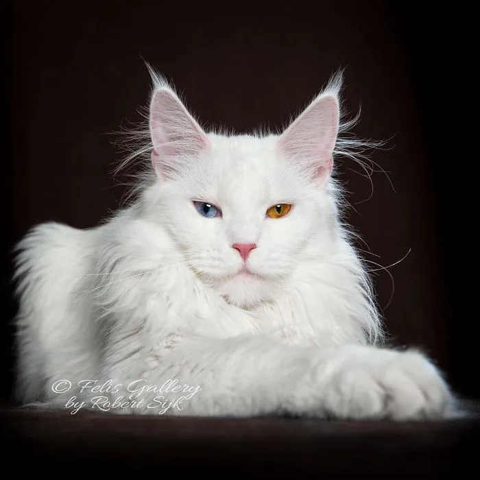 Bestias míticas: Este fotógrafo sigue captando la belleza majestuosa de los gatos Maine Coon