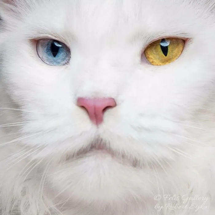 Bestias míticas: Este fotógrafo sigue captando la belleza majestuosa de los gatos Maine Coon