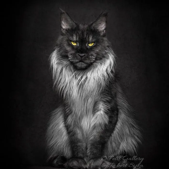 Mythical Beasts: Photographer Continues Capturing The Majestic Beauty Of Maine Coons