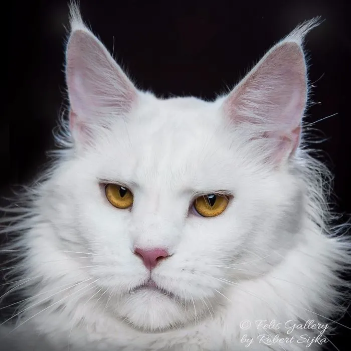 Bestias míticas: Este fotógrafo sigue captando la belleza majestuosa de los gatos Maine Coon