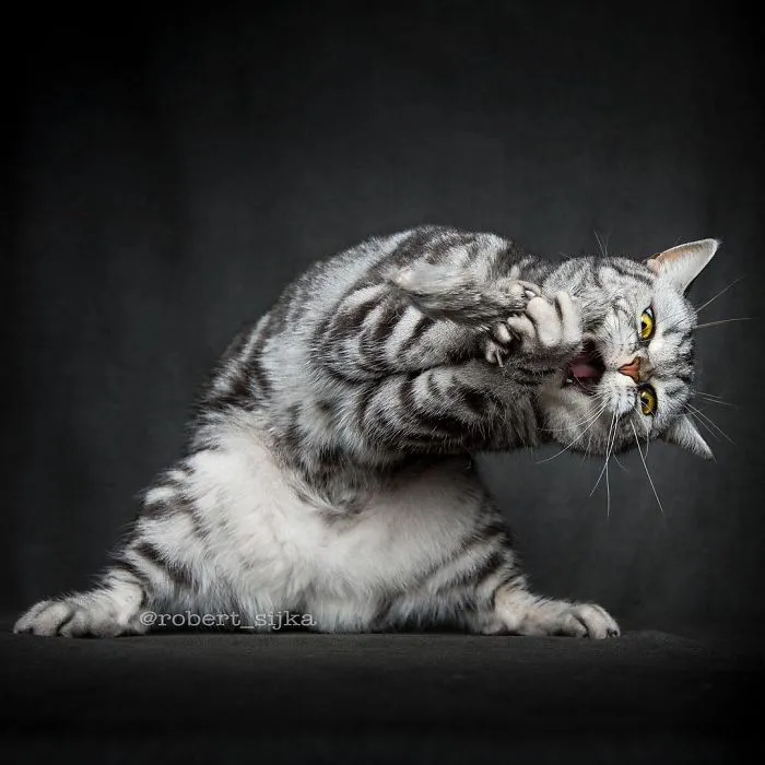 Bestias míticas: Este fotógrafo sigue captando la belleza majestuosa de los gatos Maine Coon