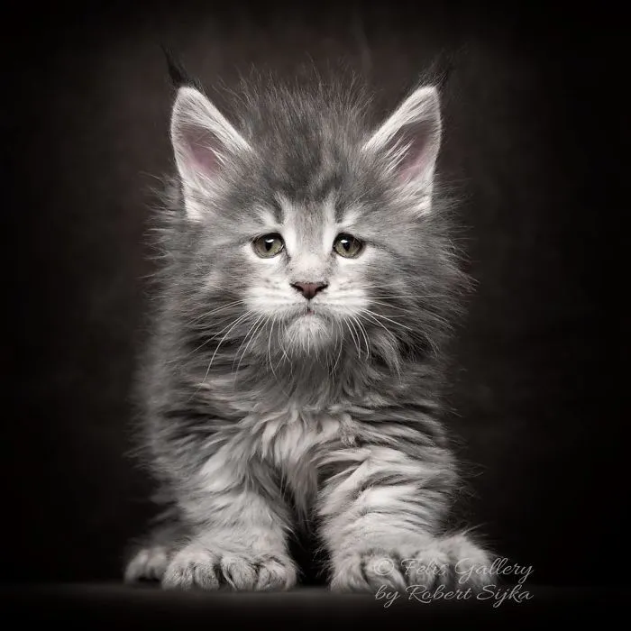 Bestias míticas: Este fotógrafo sigue captando la belleza majestuosa de los gatos Maine Coon