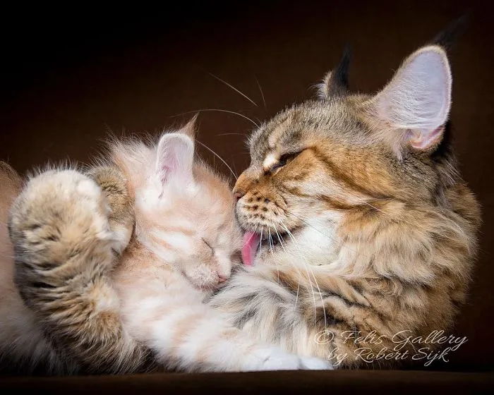 Bestias míticas: Este fotógrafo sigue captando la belleza majestuosa de los gatos Maine Coon