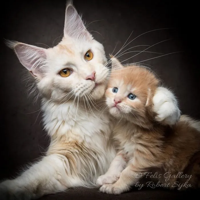 Bestias míticas: Este fotógrafo sigue captando la belleza majestuosa de los gatos Maine Coon