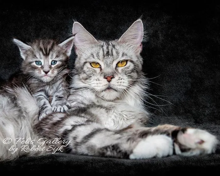 Bestias míticas: Este fotógrafo sigue captando la belleza majestuosa de los gatos Maine Coon