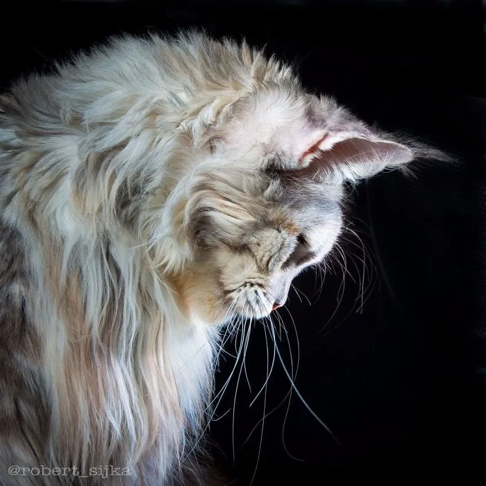 Bestias míticas: Este fotógrafo sigue captando la belleza majestuosa de los gatos Maine Coon