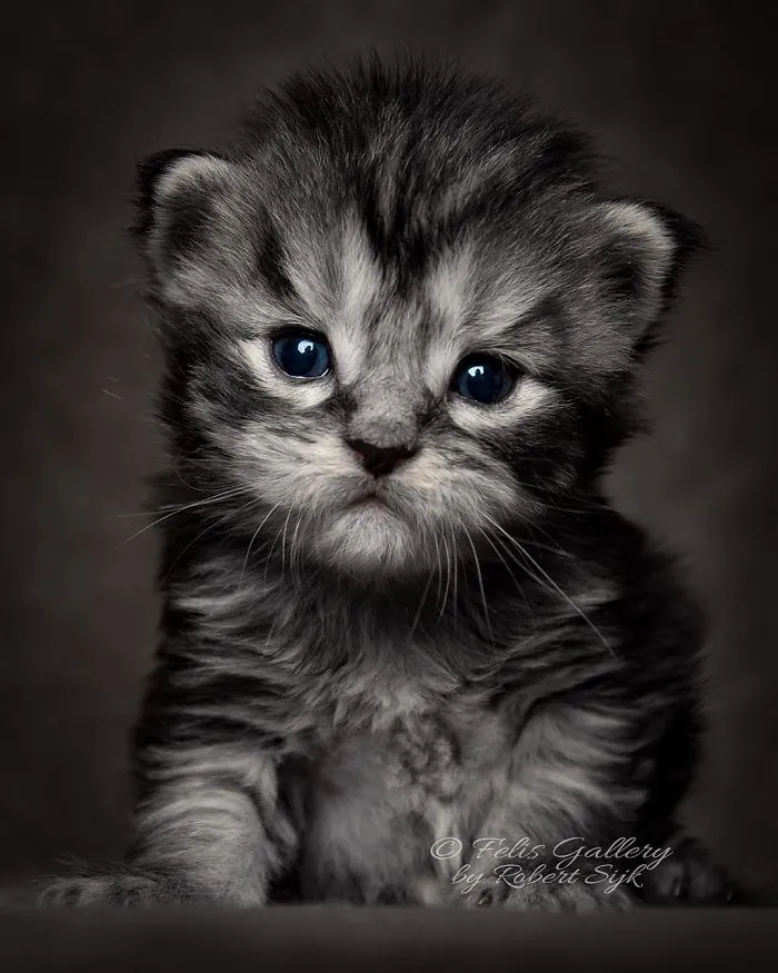 Bestias míticas: Este fotógrafo sigue captando la belleza majestuosa de los gatos Maine Coon