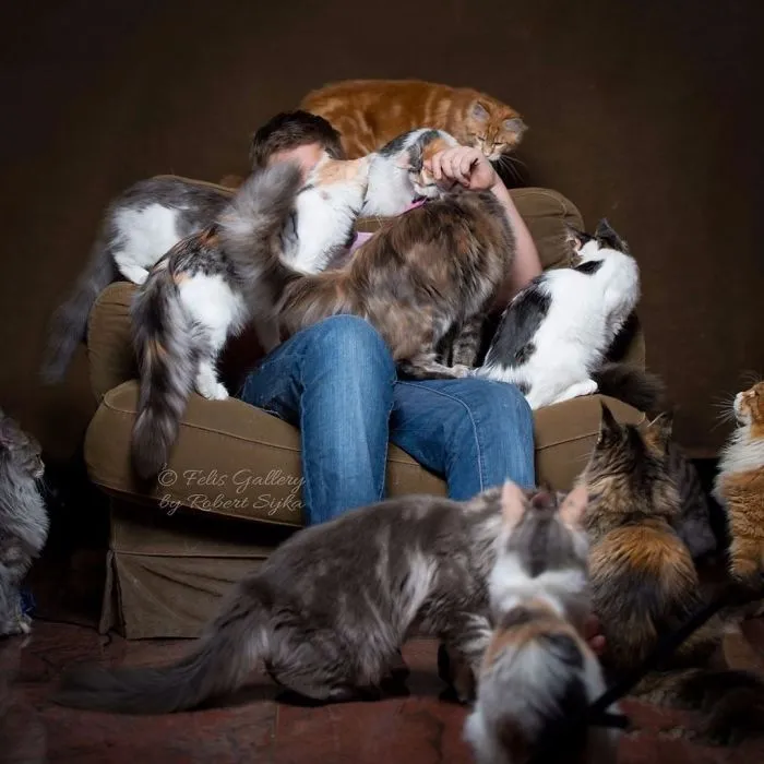 Bestias míticas: Este fotógrafo sigue captando la belleza majestuosa de los gatos Maine Coon