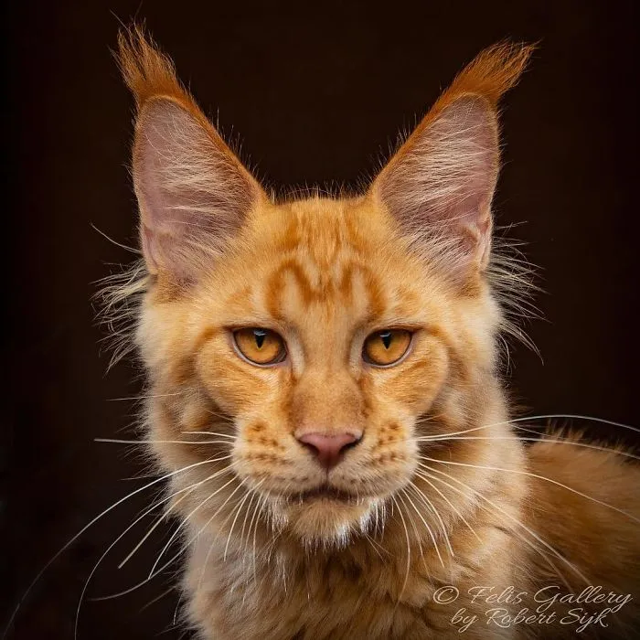 Bestias míticas: Este fotógrafo sigue captando la belleza majestuosa de los gatos Maine Coon