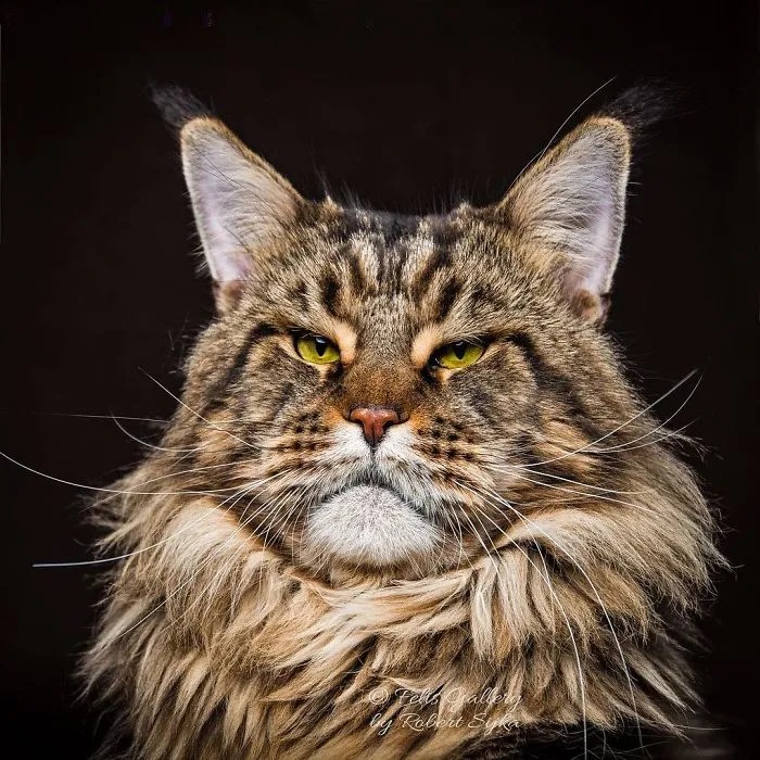 Mythical Beasts: Photographer Continues Capturing The Majestic Beauty Of Maine Coons