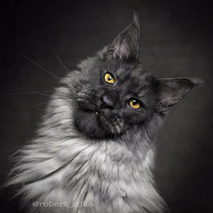 Mythical Beasts: Photographer Continues Capturing The Majestic Beauty Of Maine Coons
