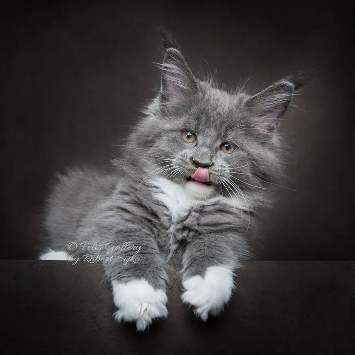 Mythical Beasts: Photographer Continues Capturing The Majestic Beauty Of Maine Coons