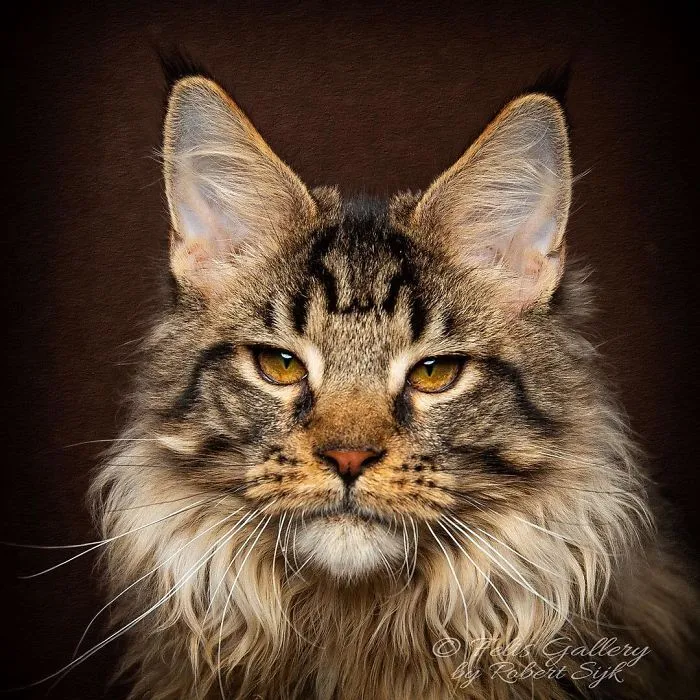 Mythical Beasts: Photographer Continues Capturing The Majestic Beauty Of Maine Coons