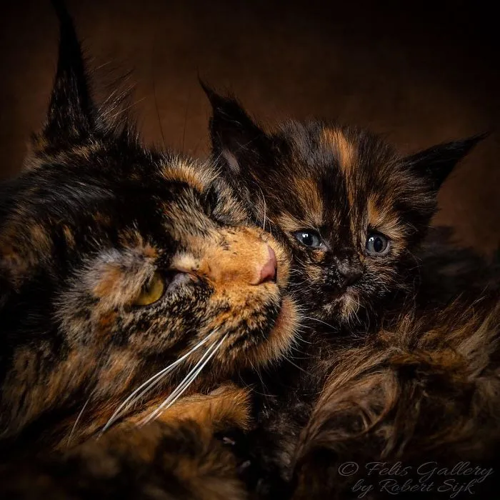 Bestias míticas: Este fotógrafo sigue captando la belleza majestuosa de los gatos Maine Coon