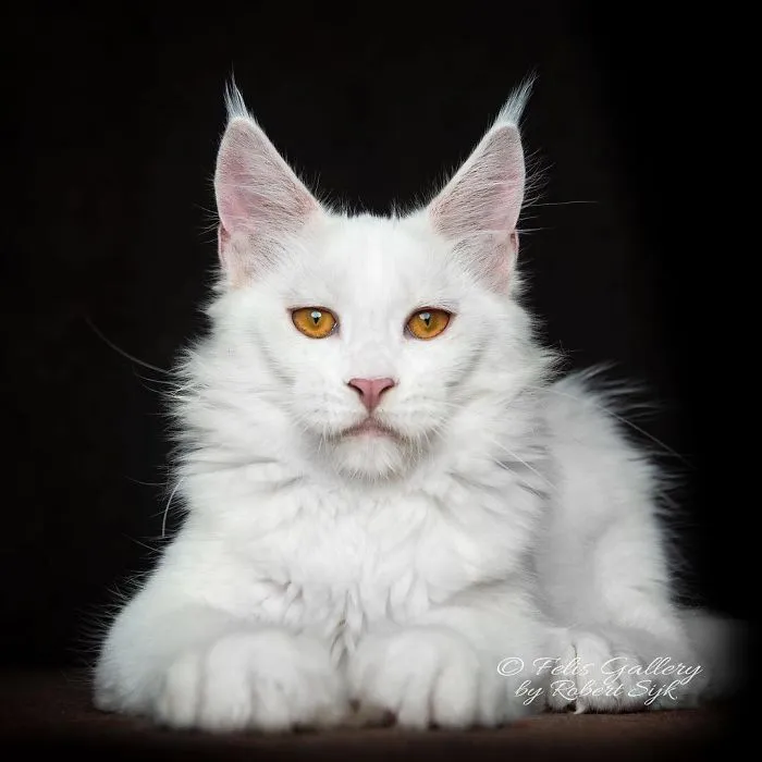 Mythical Beasts: Photographer Continues Capturing The Majestic Beauty Of Maine Coons
