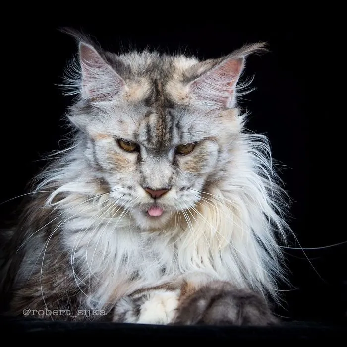 Mythical Beasts: Photographer Continues Capturing The Majestic Beauty Of Maine Coons