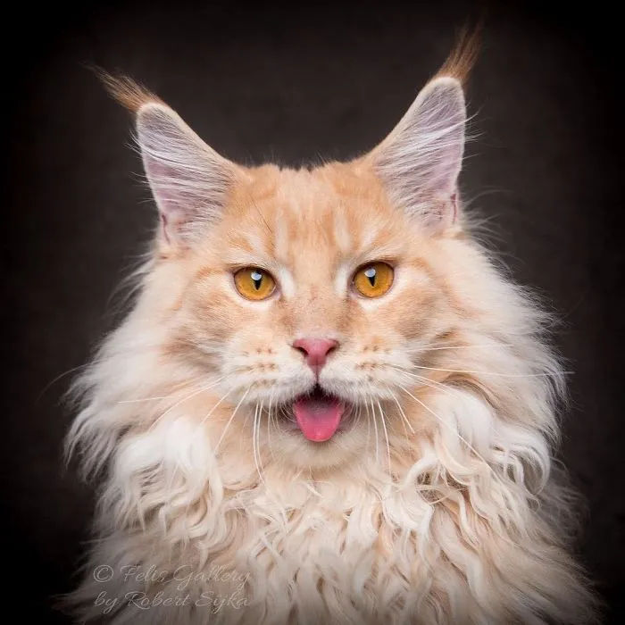 Bestias míticas: Este fotógrafo sigue captando la belleza majestuosa de los gatos Maine Coon