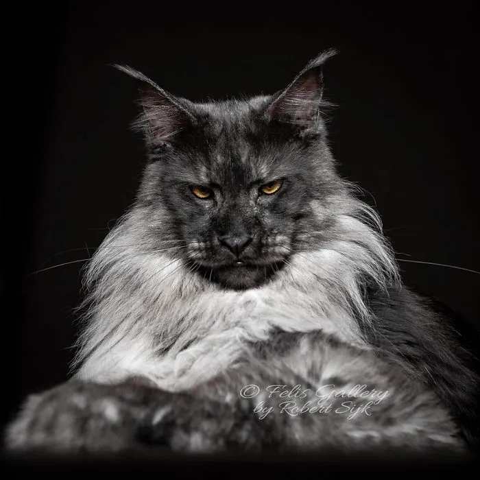 Bestias míticas: Este fotógrafo sigue captando la belleza majestuosa de los gatos Maine Coon