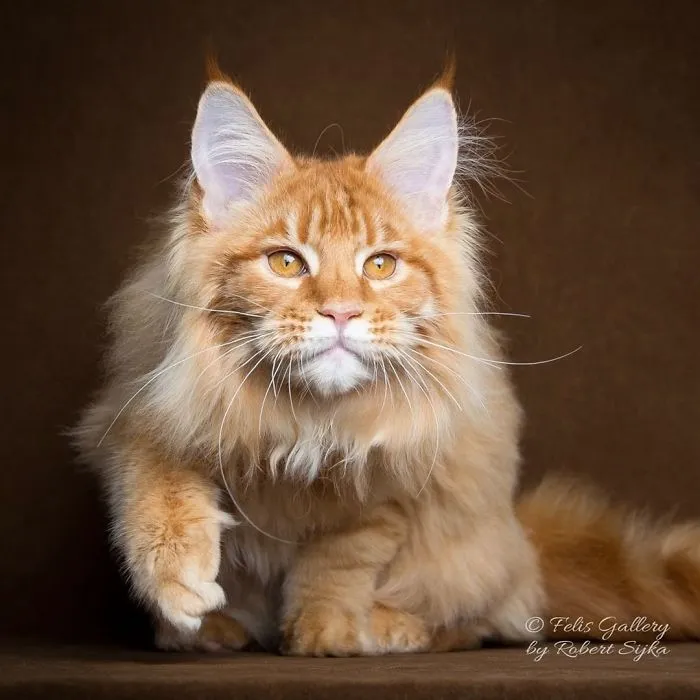 Mythical Beasts: Photographer Continues Capturing The Majestic Beauty Of Maine Coons