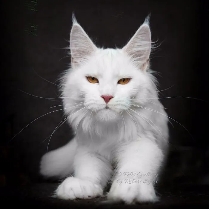 Bestias míticas: Este fotógrafo sigue captando la belleza majestuosa de los gatos Maine Coon