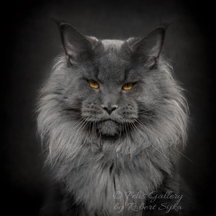 Bestias míticas: Este fotógrafo sigue captando la belleza majestuosa de los gatos Maine Coon