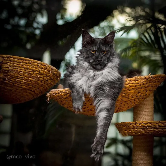 Mythical Beasts: Photographer Continues Capturing The Majestic Beauty Of Maine Coons