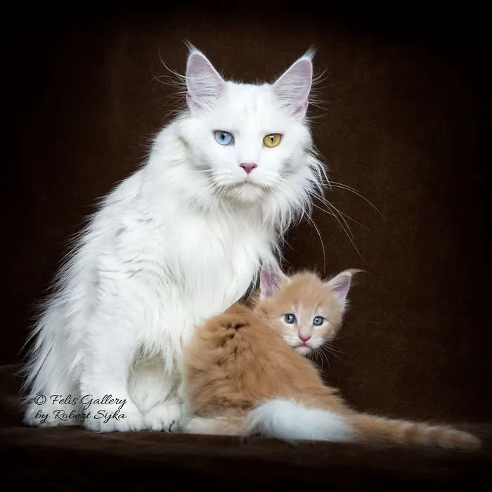 Bestias míticas: Este fotógrafo sigue captando la belleza majestuosa de los gatos Maine Coon