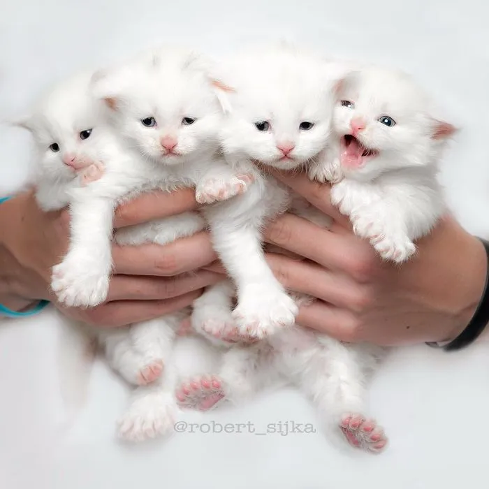 Bestias míticas: Este fotógrafo sigue captando la belleza majestuosa de los gatos Maine Coon