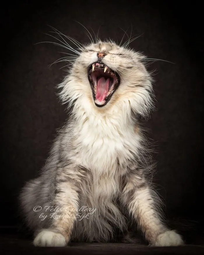 Bestias míticas: Este fotógrafo sigue captando la belleza majestuosa de los gatos Maine Coon