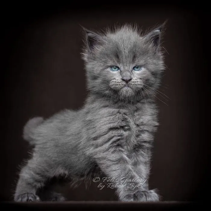 Mythical Beasts: Photographer Continues Capturing The Majestic Beauty Of Maine Coons