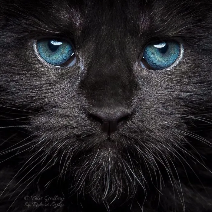 Bestias míticas: Este fotógrafo sigue captando la belleza majestuosa de los gatos Maine Coon
