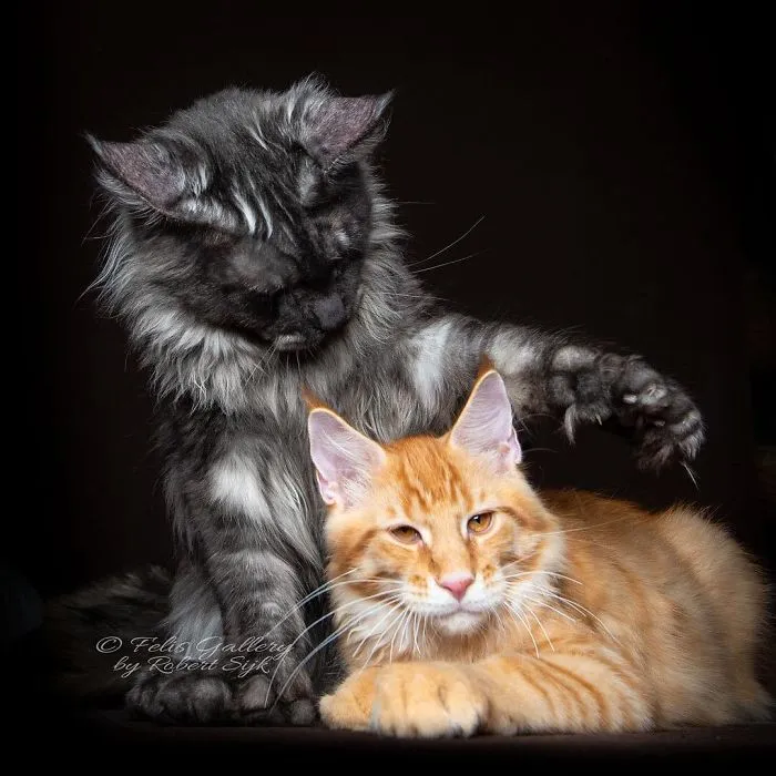 Bestias míticas: Este fotógrafo sigue captando la belleza majestuosa de los gatos Maine Coon