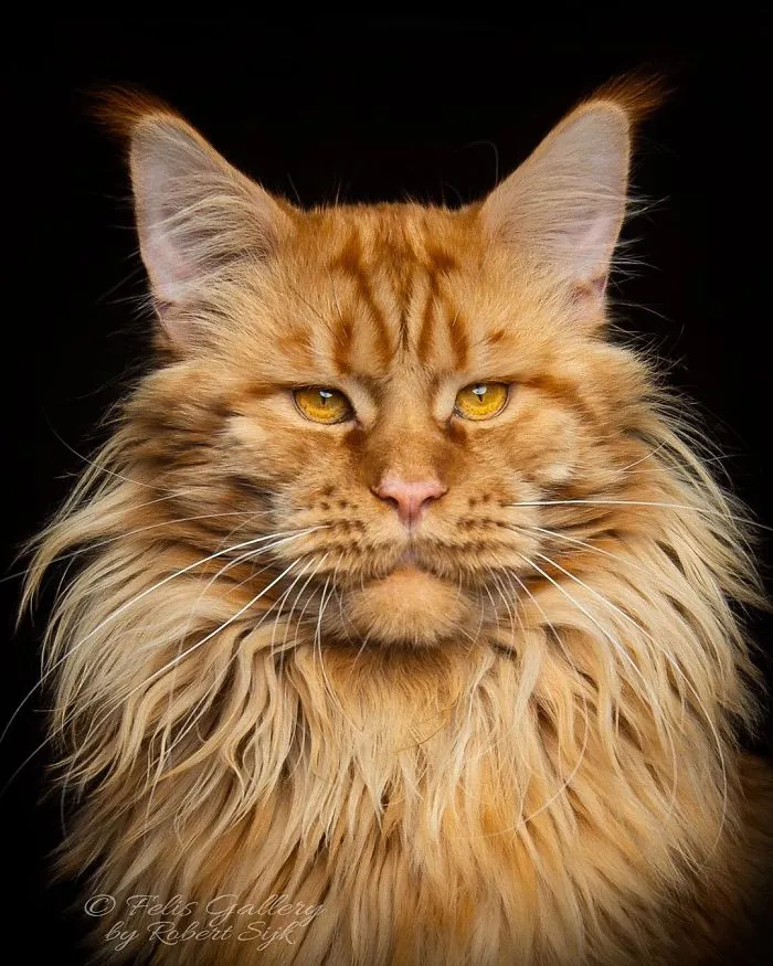 Bestias míticas: Este fotógrafo sigue captando la belleza majestuosa de los gatos Maine Coon