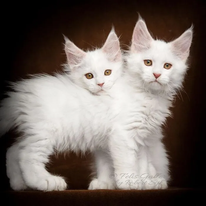 Mythical Beasts: Photographer Continues Capturing The Majestic Beauty Of Maine Coons