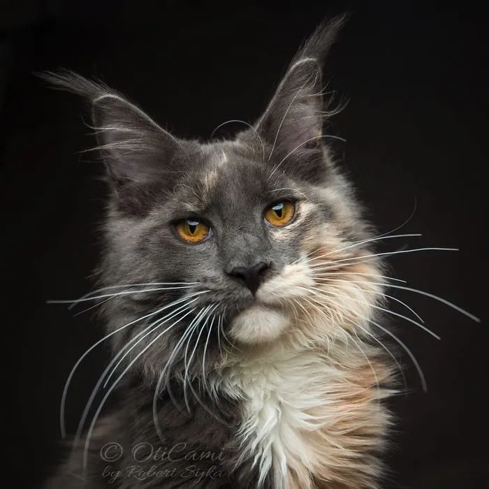 Bestias míticas: Este fotógrafo sigue captando la belleza majestuosa de los gatos Maine Coon