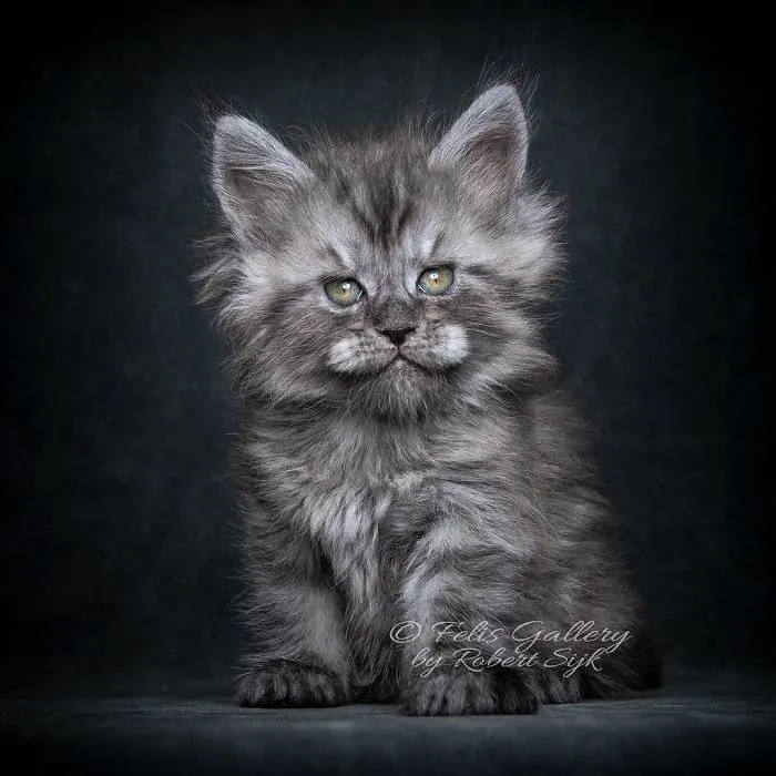 Bestias míticas: Este fotógrafo sigue captando la belleza majestuosa de los gatos Maine Coon