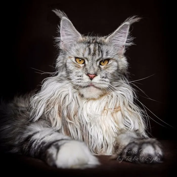 Bestias míticas: Este fotógrafo sigue captando la belleza majestuosa de los gatos Maine Coon