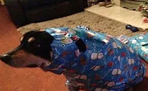 50 Hilarious Christmas Memes