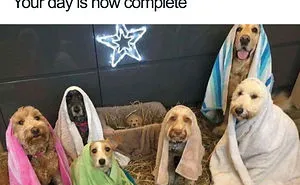 50 Hilarious Christmas Memes