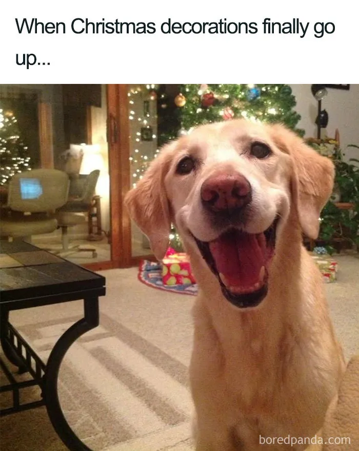 Festive Vibes Activated