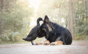 I Capture The Unexpected Friendship Between My Dog And My Duck On Film (25 Pics)