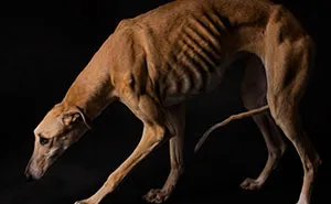 I Photographed Abandoned Hunting Dogs In Spain And I Tell Their Story Through My Photos (35 Pics)