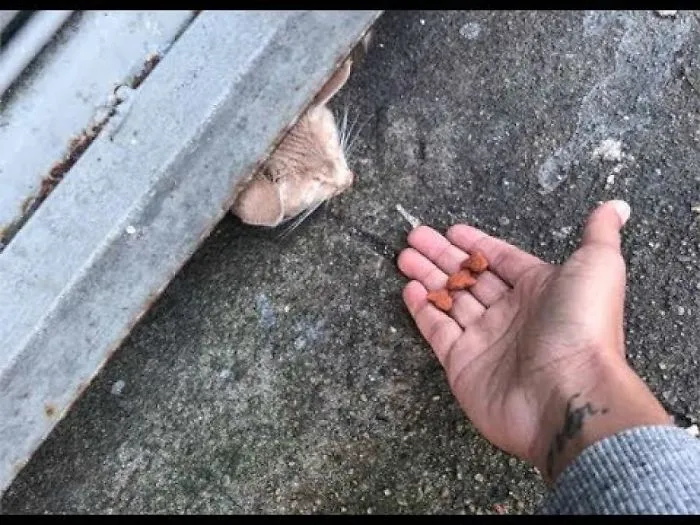 After A Woman Heard Cries Coming From A Tiny Hole, She Spent Hours Trying To Save An Animal’s Life