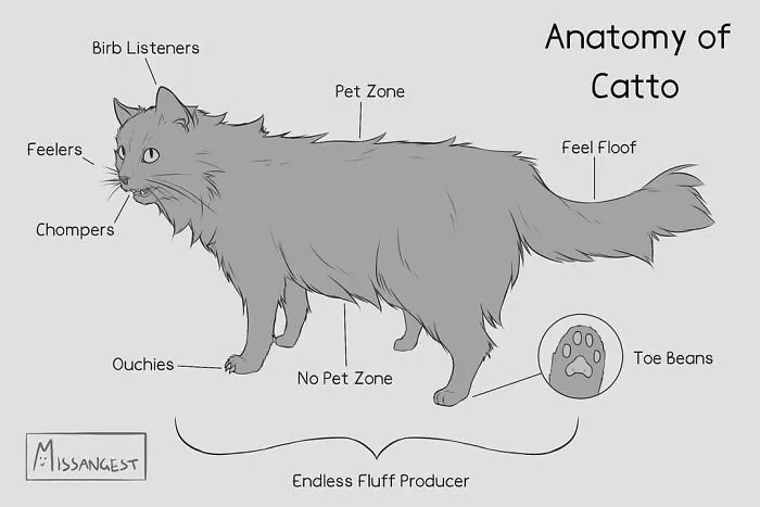 12 Funny Comics Reveal The Reality Of Owning A Cat