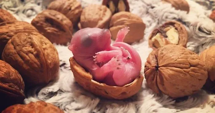 Este hombre encontró una cría de ardilla en su cama, y creció hasta convertirse en una mascota adorable